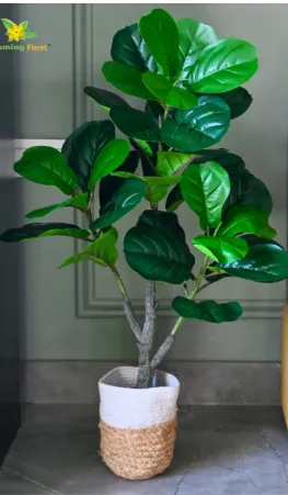 Potted Plant